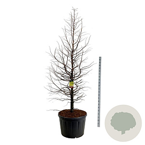 Metasequoia gl. Amber Glow 250-300 cm cont. 230L solitair