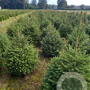 Picea abies 100-125 cm met kluit