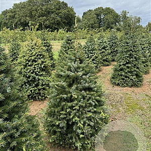 Picea omorika 100-125 cm draadkluit