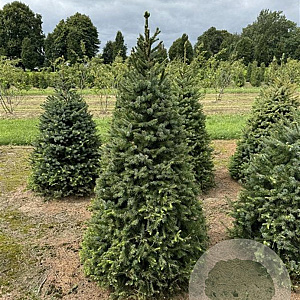 Picea omorika 175-200 cm draadkluit