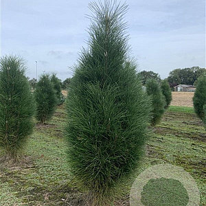 Pinus nigra 'Green Tower' 100-125 cm draadkluit