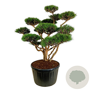 Pinus sylv. 'Watereri' 150-175 cm cont. 285L bonsai