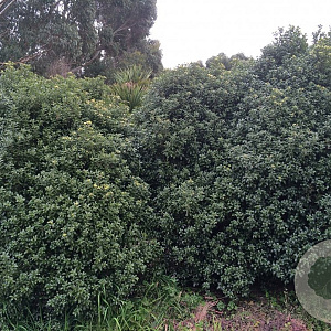 Pittosporum tenuifolium 'Irish Luck' 100-125 cm 20L