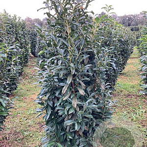 Prunus laurocerasus 'Genolia' 150-175 cm met kluit