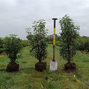 Prunus l. 'Angustifolia' 40-60 cm met kluit