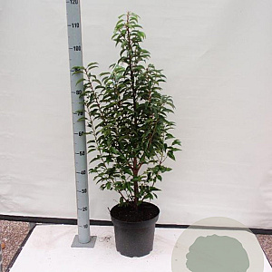 Prunus l. 'Angustifolia' 60-80 cm met kluit