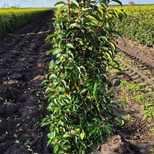 Prunus l. 'Angustifolia' 100-120 cm met kluit