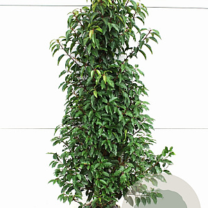 Prunus l. 'Angustifolia' 120-140 cm met kluit