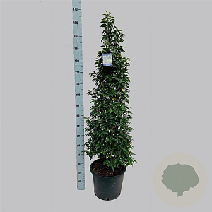 Prunus l. 'Angustifolia' 125-150 cm 20L