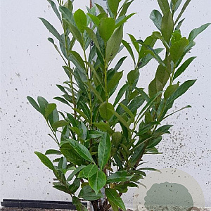 Prunus l. 'Caucasica' 60-80 cm met kluit