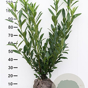 Prunus l. 'Caucasica' 80-100 cm met kluit