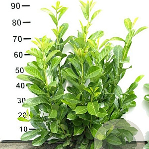 Prunus l. 'Novita' 60-80 cm met kluit