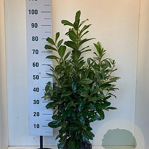 Prunus l. 'Novita' 60-80 cm met kluit