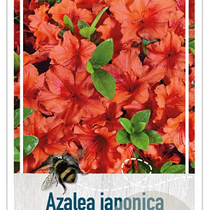 Rhododendron 'Brilliant Orange' 25-30 cm 4,0L