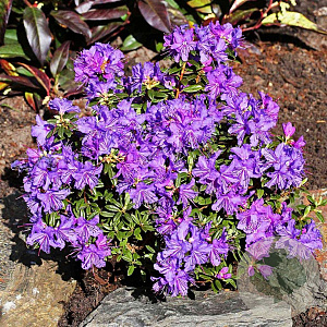 Rhododendron 'St Merryn' 20-25 cm 2,0L