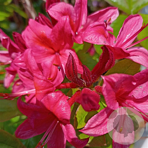 Rhododendron (Y) 'September Red' 30 cm 5,0L