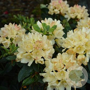 Rhododendron yakushimanum 'Golden Torch' 40-50 cm 20L