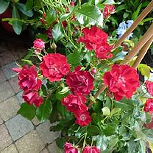 Rosa (K) 'Rambling Rosie' 125-150 cm 20L 3 stok