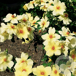 Rosa (H) 'Frühlingsgold' A kwaliteit wortelgoed