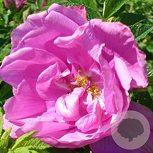 Rosa (R) Romantic Roadrunner A kwaliteit wortelgoed wortelecht 2 tak