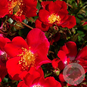 Rosa (H) Scarlet Meidiland A kwaliteit C1.5 eigen wortel