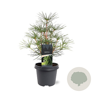 Sciadopitys verticillata 30-40 cm 5,0L