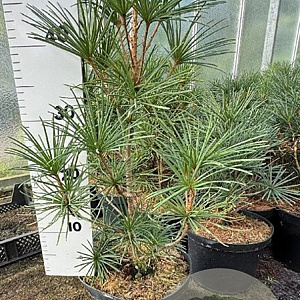 Sciadopitys verticillata 50-60 cm 7,5L