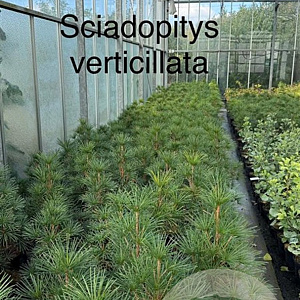 Sciadopitys verticillata 50-60 cm 7,5L
