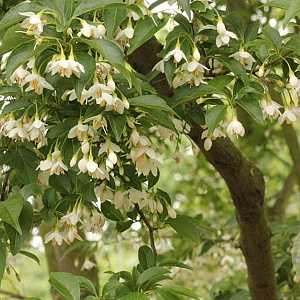 styrax japonicus 'Fragrant Fountyn' 150-175 cm 20L