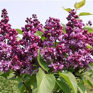 Syringa vulgaris 'Mrs Edward Harding' 100-125 cm 20L