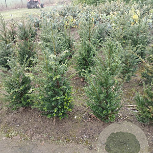 Taxus baccata 60-80 cm met kluit