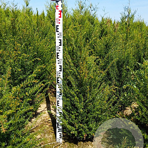 Taxus baccata 80-100 cm met kluit