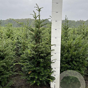 Taxus baccata 80-100 cm met kluit