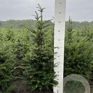 Taxus baccata 80-100 cm met kluit