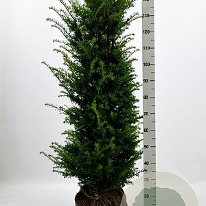 Taxus baccata 120-140 cm met kluit