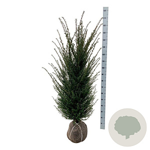 Taxus baccata 120-140 cm met kluit