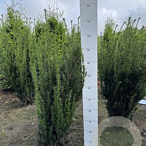 Taxus media 'Hillii' 60-80 cm met kluit