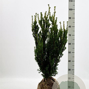 Taxus media 'Hillii' 60-80 cm met kluit