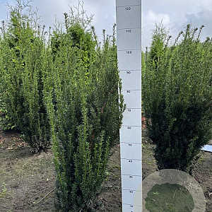 Taxus media 'Hillii' 60-80 cm met kluit
