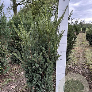 Taxus media 'Hillii' 80-100 cm met kluit