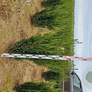 Taxus media 'Hillii' 80-100 cm met kluit