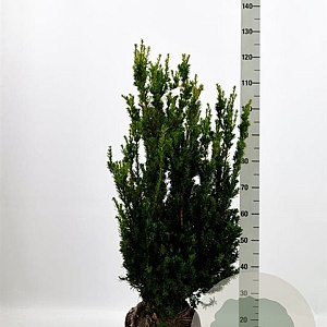 Taxus media 'Hillii' 80-100 cm met kluit