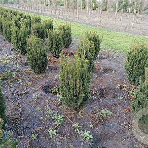 Taxus media 'Hillii' 80-100 cm met kluit