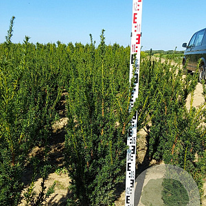 Taxus media 'Hillii' 80-100 cm met kluit