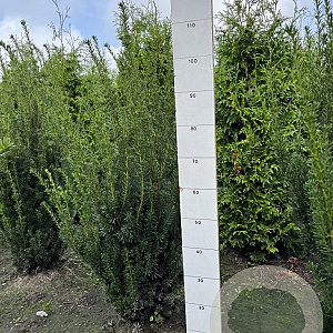 Taxus media 'Hillii' 80-100 cm met kluit