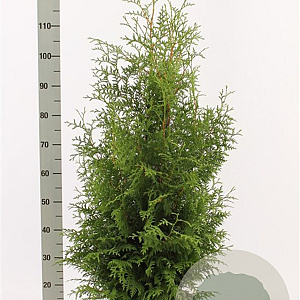 Thuja occ. 'Brabant' 80-100 cm met kluit