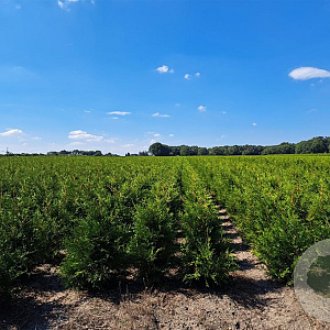 Thuja occ. 'Brabant' 80-100 cm met kluit