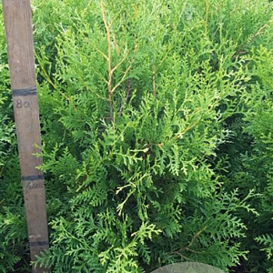 Thuja occ. 'Brabant' 80-100 cm met kluit