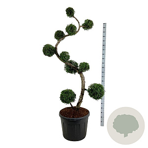 Thuja occ. 'Brabant' 175 cm op cont. 90L multi bol