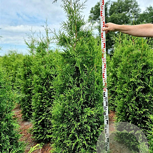 Thuja occ. 'Brabant' 180-200 cm met kluit